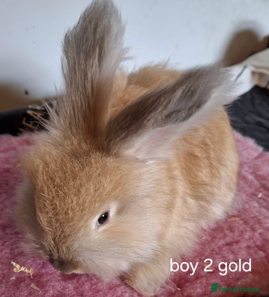 Angora rabbits for sale: Baby Angoras ready to reserve  - Image 6