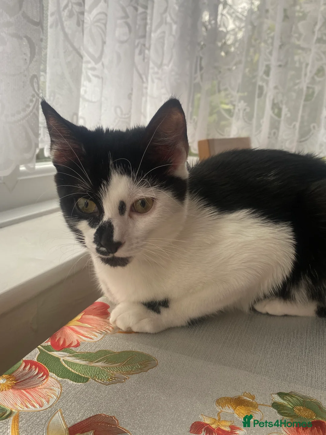 Mixed Breed cats for sale: Male kitten for sale  in Sheffield - Advert 2