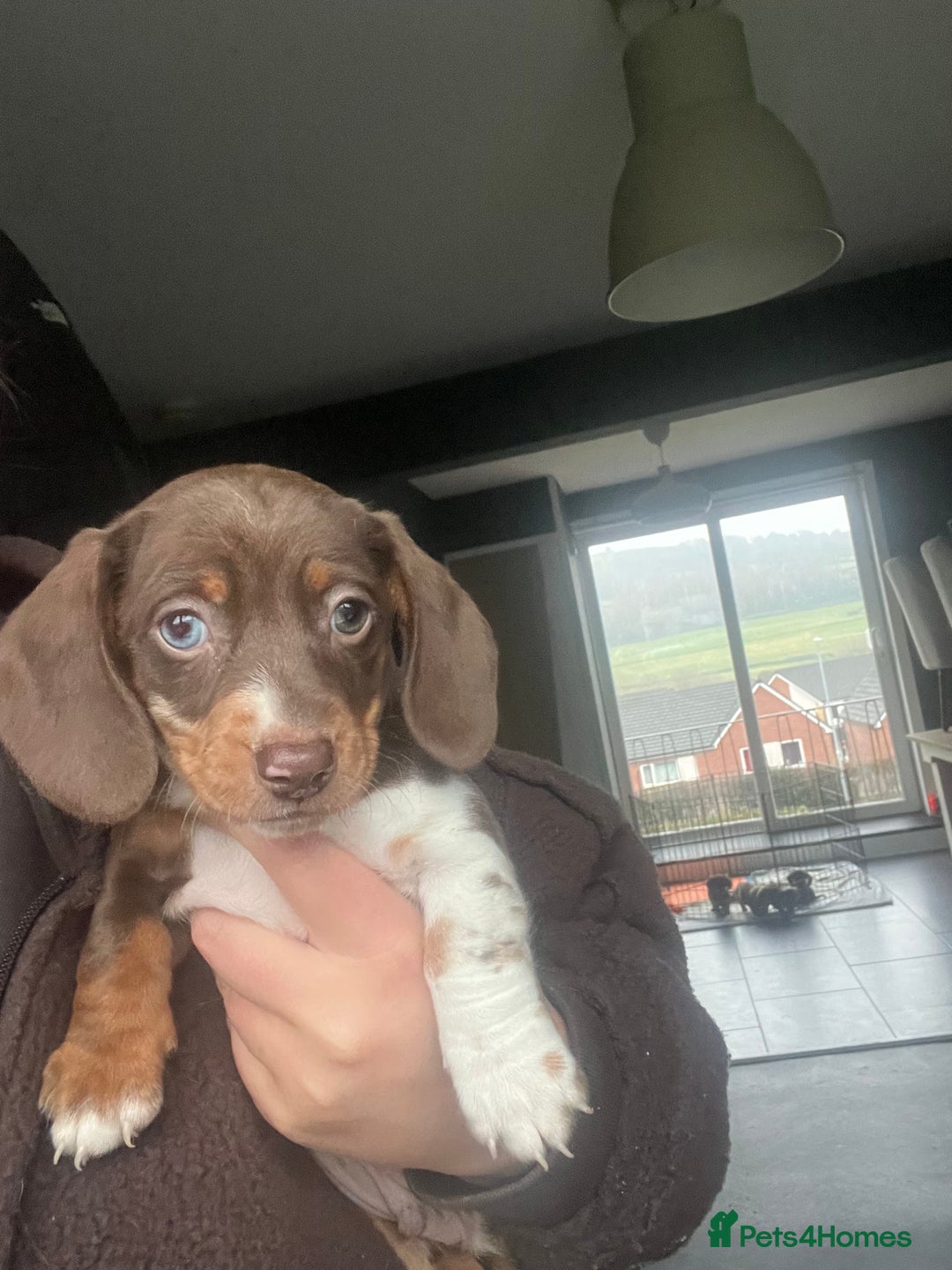 Miniature Dachshund dogs for sale: Miniature Dachshunds  - Advert 4