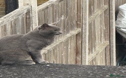 British Shorthair cats for sale: Our beautiful cute shorthair blue kittens - Image 26
