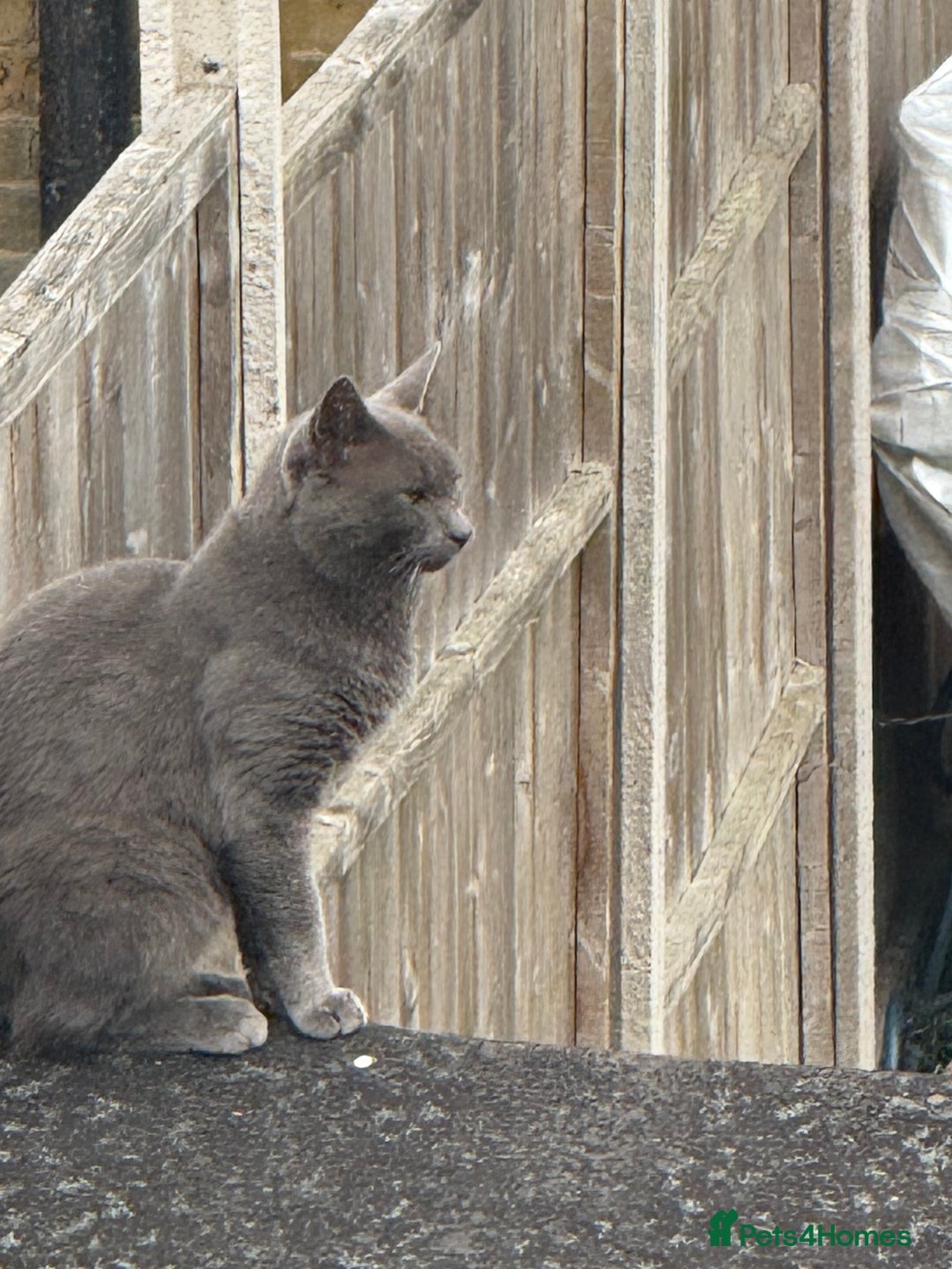 British Shorthair cats for sale: Our beautiful cute shorthair blue kittens - Image 26
