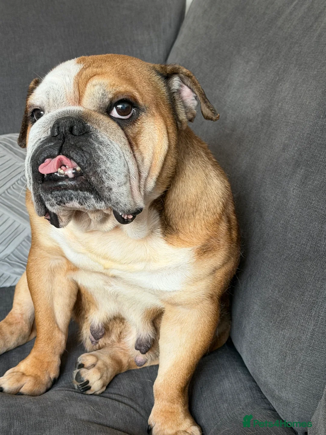 English Bulldog dogs for sale: 8 year old bulldog - Advert 1