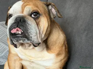 English Bulldog dogs 8 year old bulldog - Advert 6