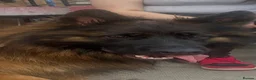 German Shepherd dogs for sale: Full pedigree German shepherd longhair  - Advert 11