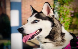 Siberian Husky dogs for sale: Two beautiful husky for rehoming  - Image 8