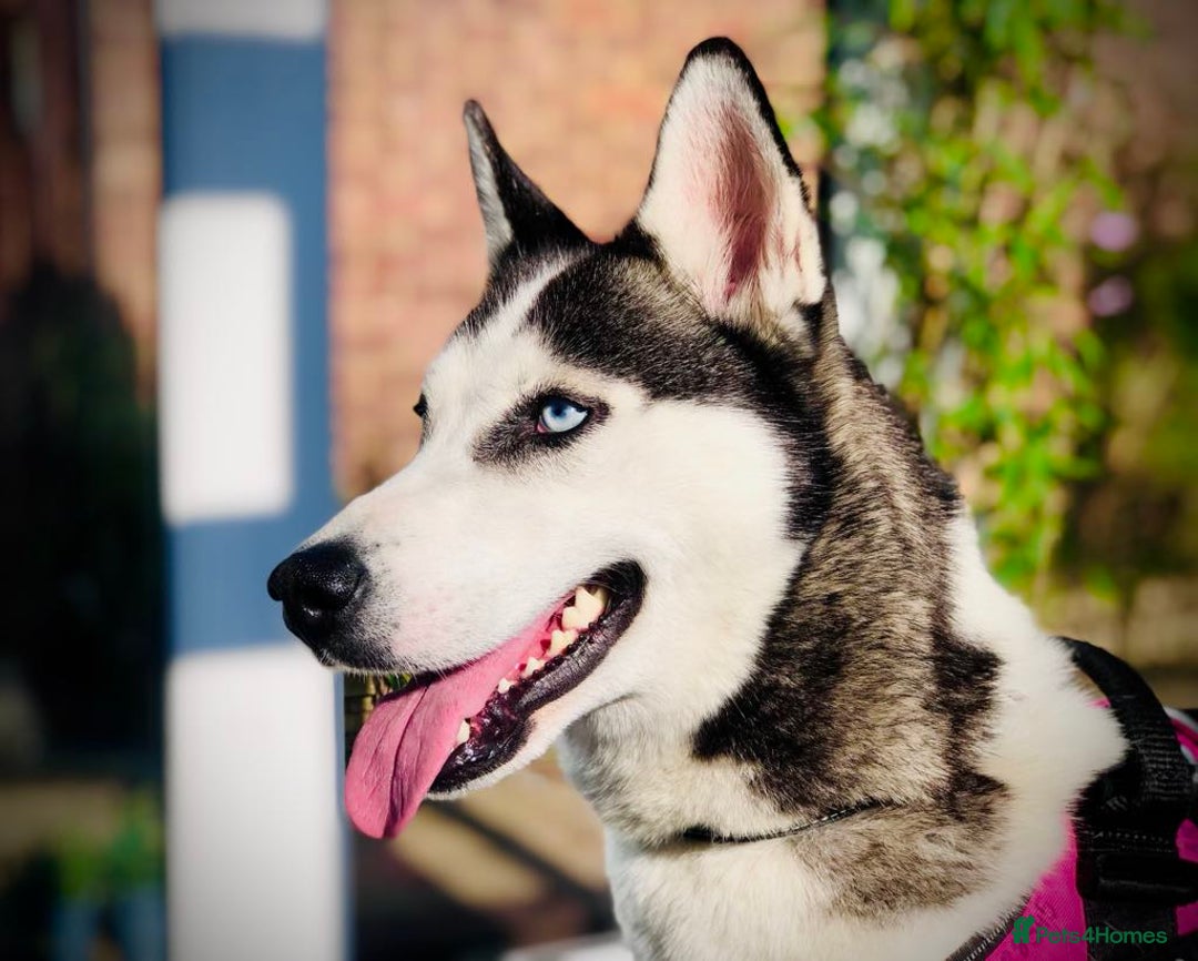 Siberian Husky dogs for sale: Two beautiful husky for rehoming  - Image 8