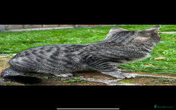 Domestic Shorthair cats for sale: Stray cat in desperate need of home  - Image 3