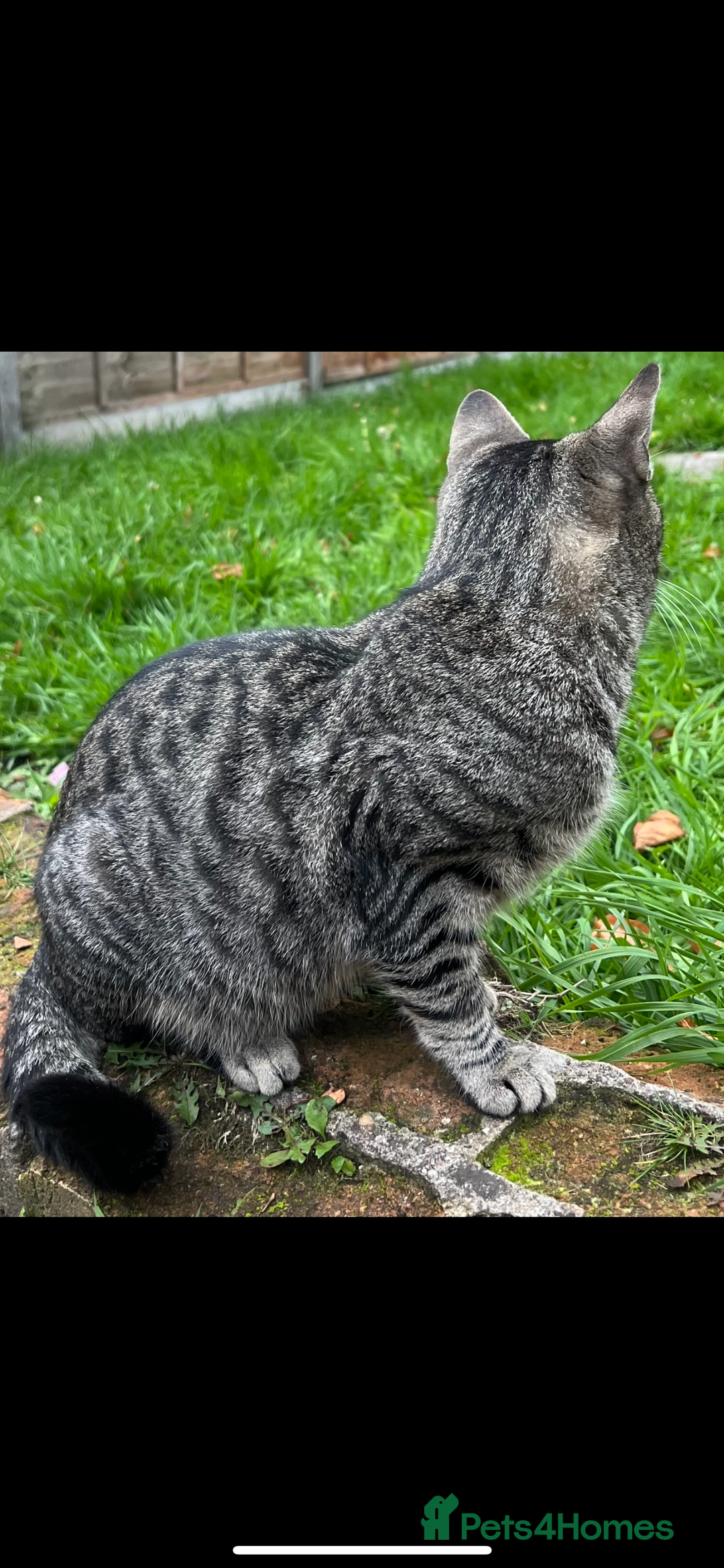 Domestic Shorthair cats for sale: Stray cat in desperate need of home  - Image 3