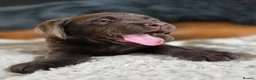 Labrador Retriever dogs for sale: High Quality Chunky Chocolate Labrador Puppies - Advert 13