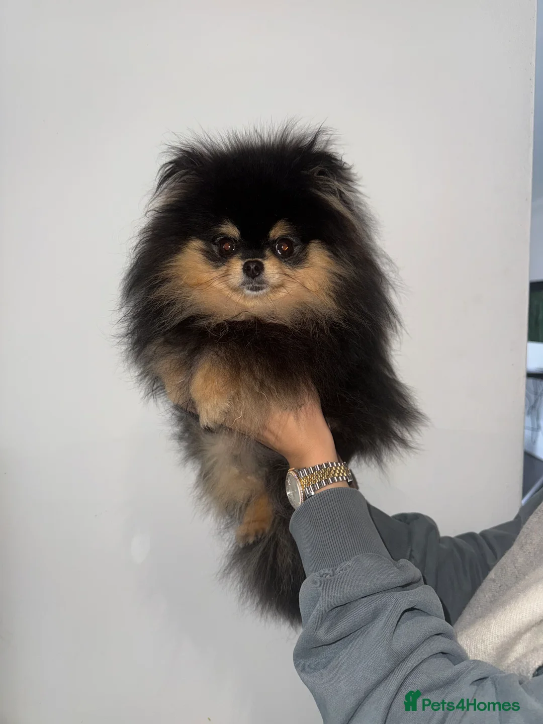 Pomeranian dogs for sale: 10 month old boy - Advert 1