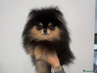 Pomeranian dogs 10 month old boy - Advert 10