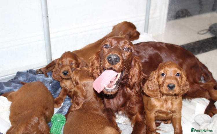 Irish Setter dogs - Advert 1