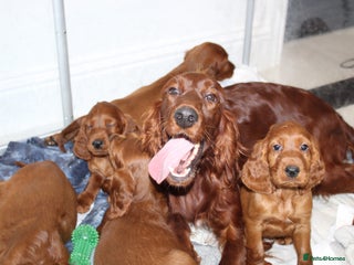 Irish Setter dogs Beautiful KC registered health tested parents - Advert 15