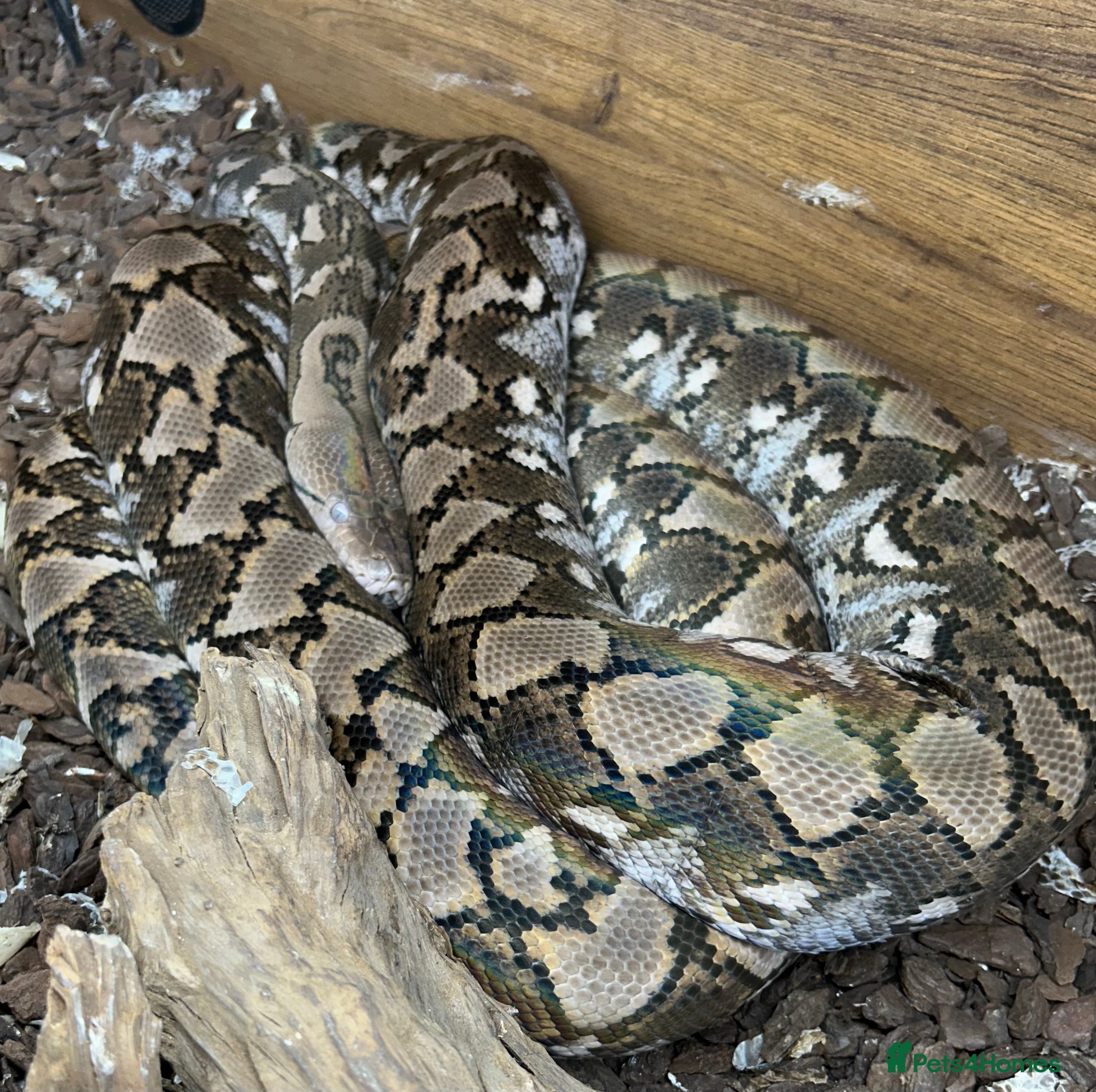 Python Snake reptiles Super Dwarf Python  in Tewkesbury - Advert 1