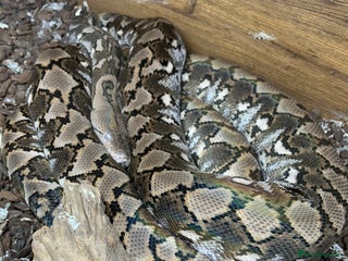 Python Snake reptiles Super Dwarf Python in Tewkesbury - Advert 1