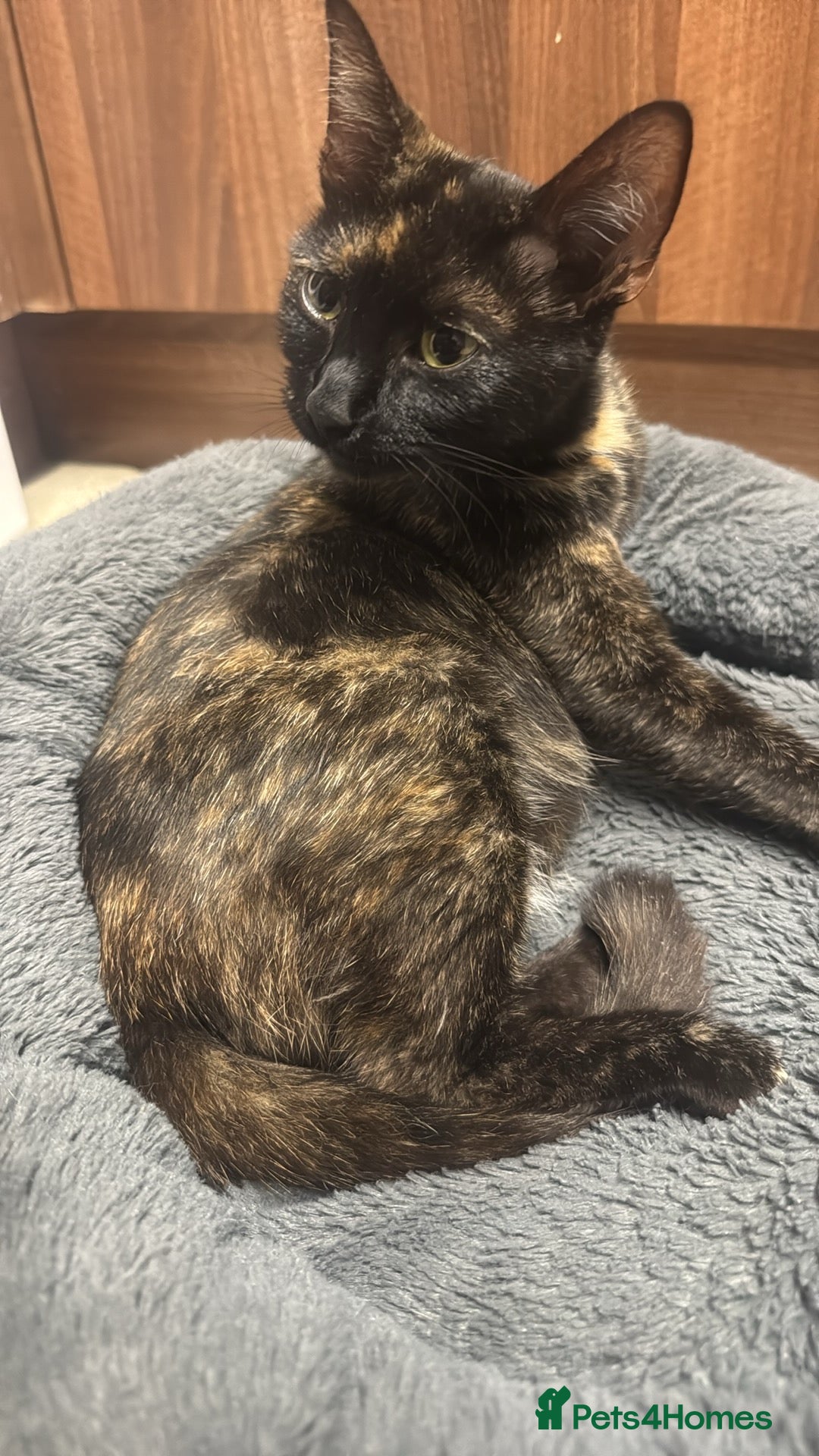Mixed Breed cats 6 gorgeous kittens  - Advert 7