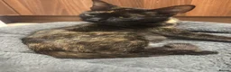 Mixed Breed cats for sale: 6 gorgeous kittens  - Advert 1