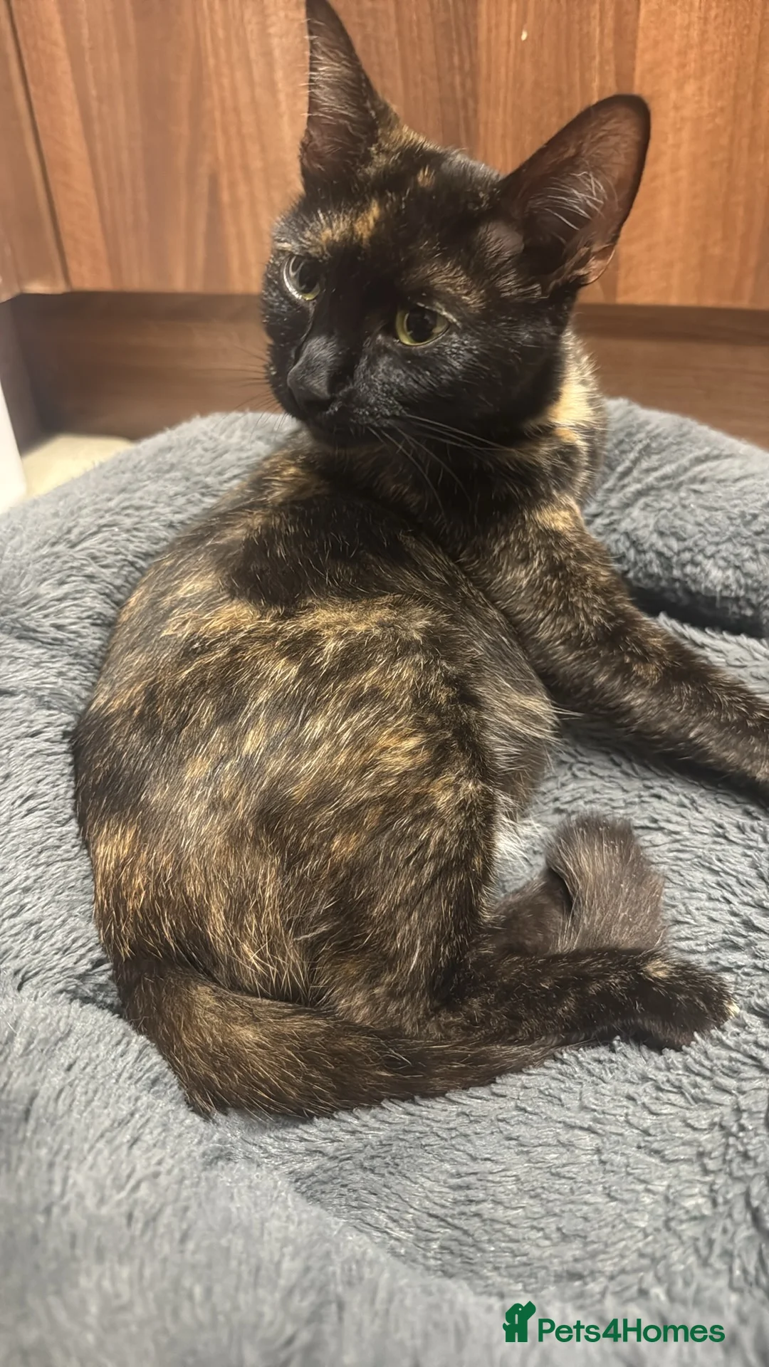 Mixed Breed cats for sale: 6 gorgeous kittens  - Advert 1