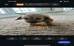 Cockapoo dogs for sale: Adorable cockerpoo puppies - Image 5