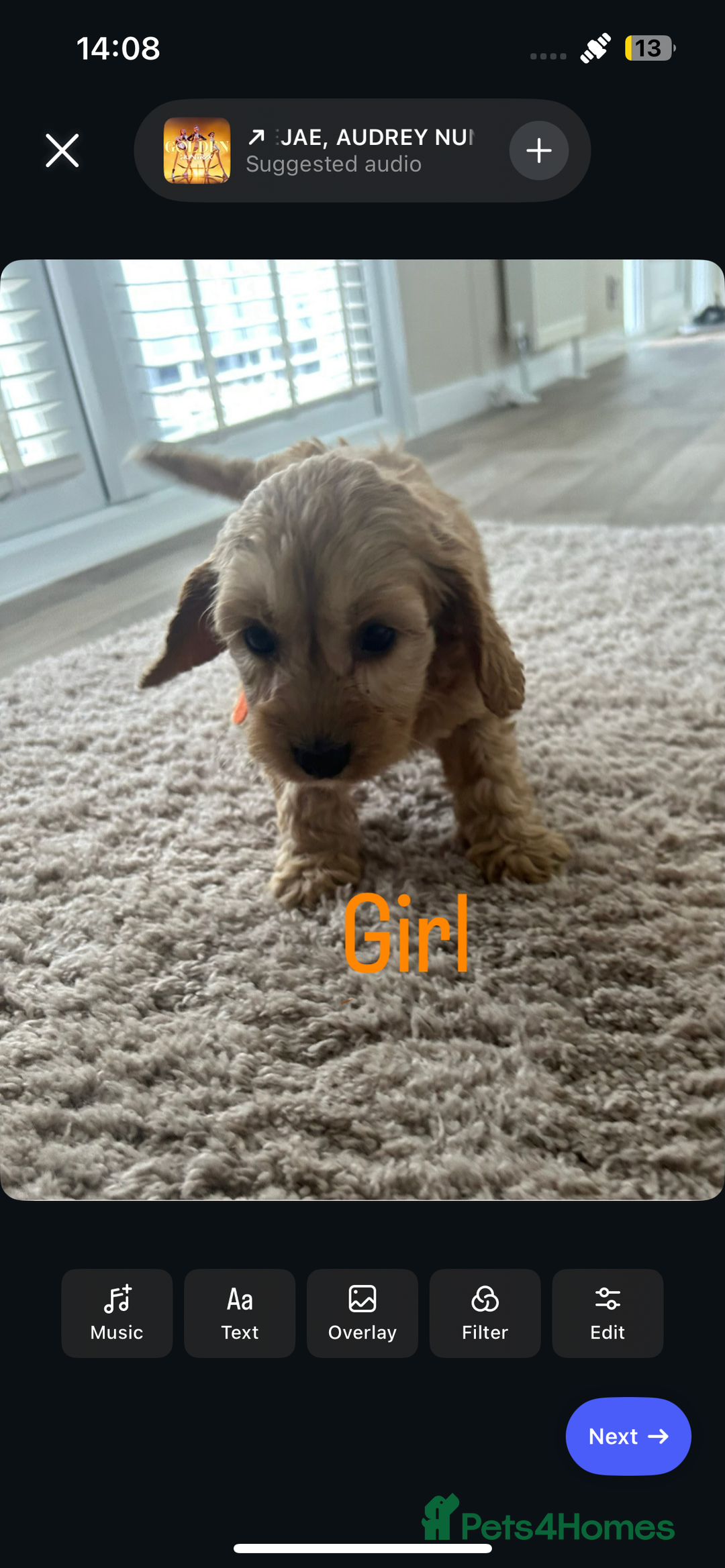 Cockapoo dogs for sale: Adorable cockerpoo puppies - Image 5