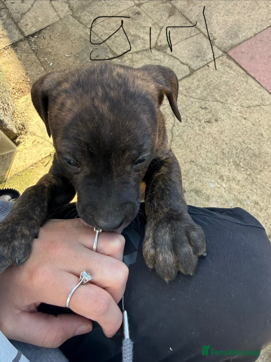Mixed Breed dogs for sale: Cute Doberman cross puppies for sale - Advert 6