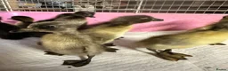 Ducks poultry for sale: Indian runner ducklings ducks crested  - Advert 10