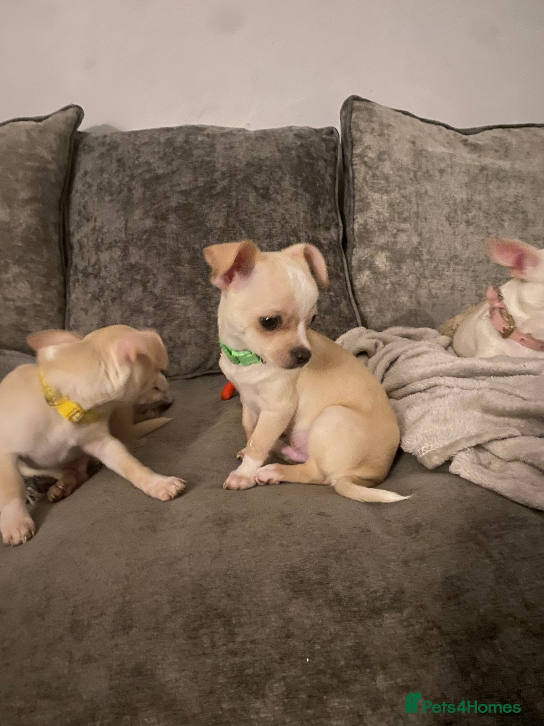 Chihuahua dogs for sale: CHIHUAHUA PUPPIES 2 BOYS 2 GIRLS READY TO LEAVE - Advert 14