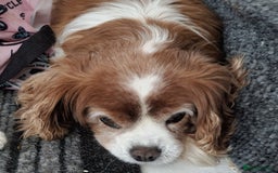 Mixed Breed dogs for sale: 2  Beautiful dogs - Image 6