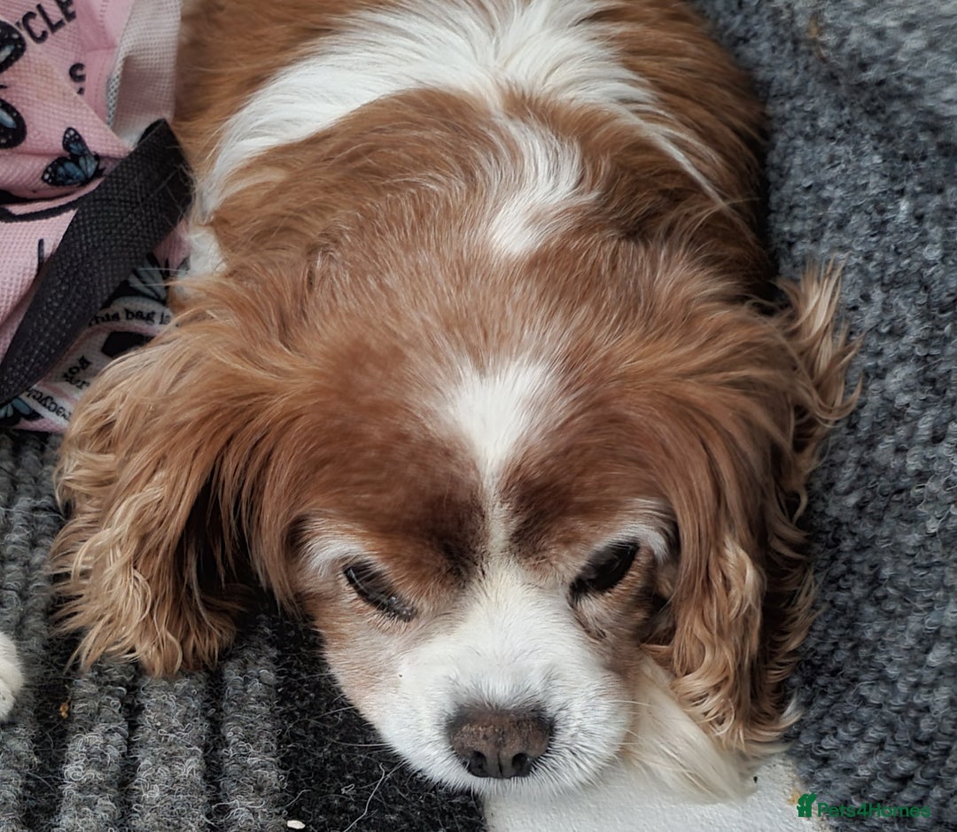 Mixed Breed dogs for sale: 2  Beautiful dogs - Image 6