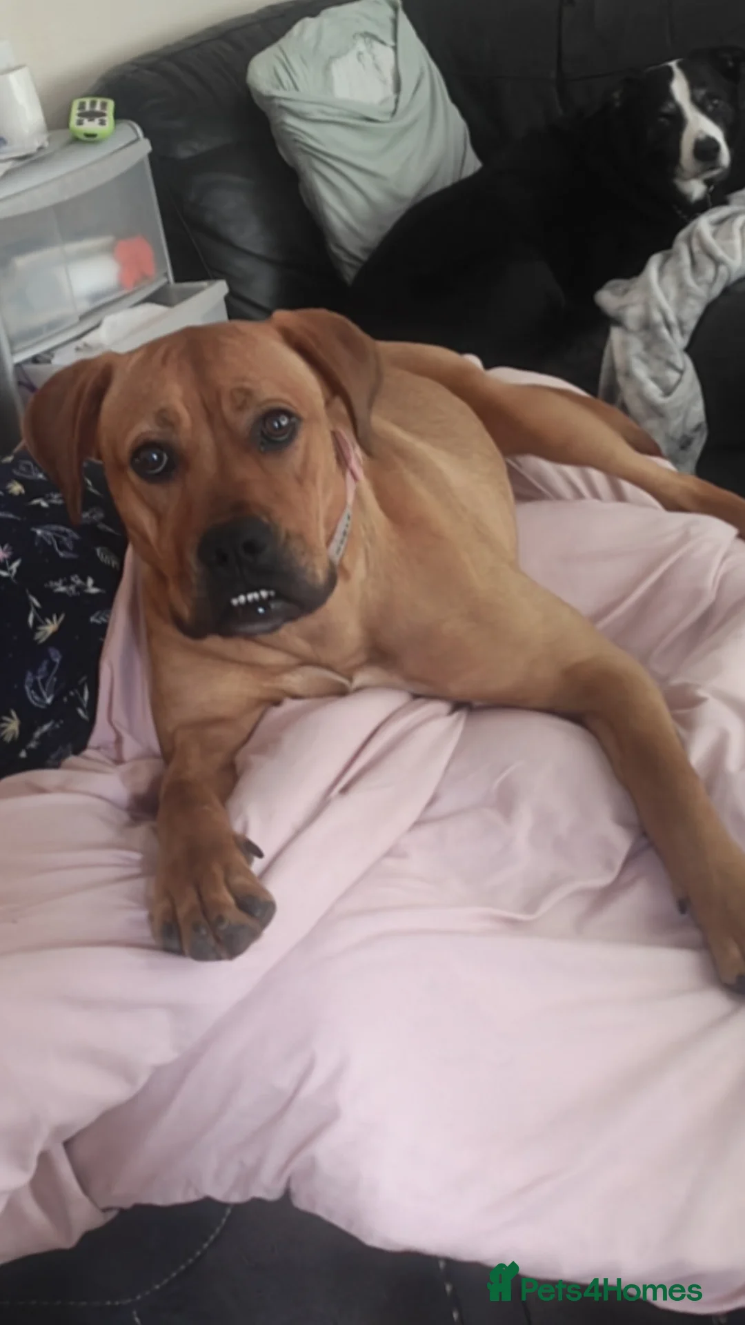 Mixed Breed dogs for sale: Lovable very gentle dog in Uttoxeter - Advert 6