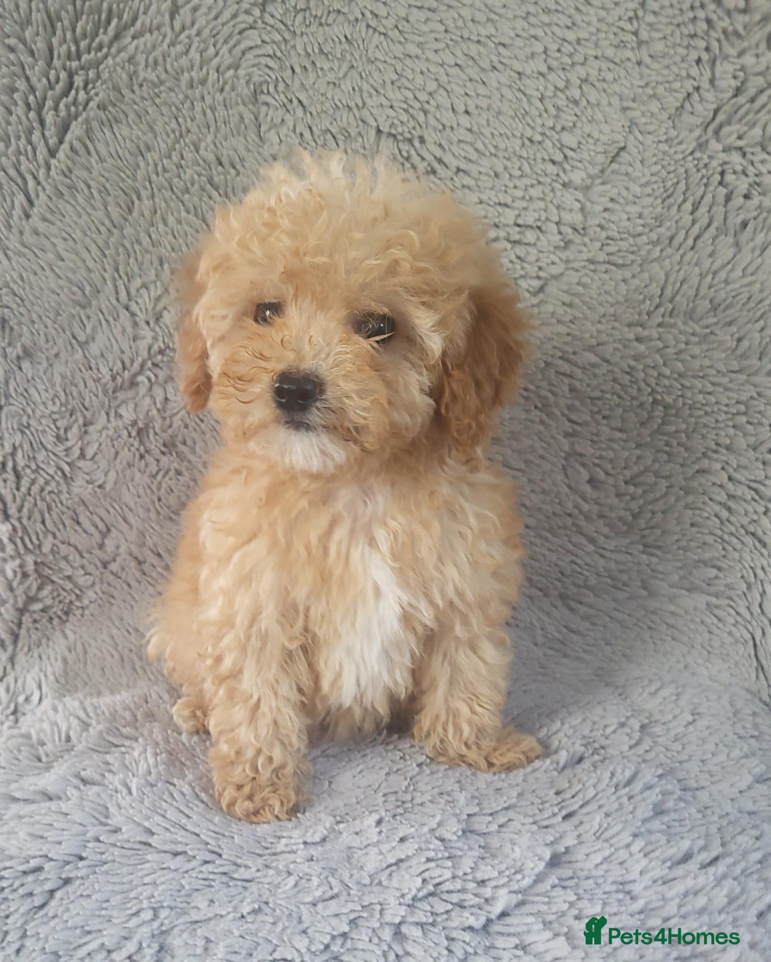 Cavapoo dogs Cavapoo puppies 5🌟 licence breeder  - Advert 1
