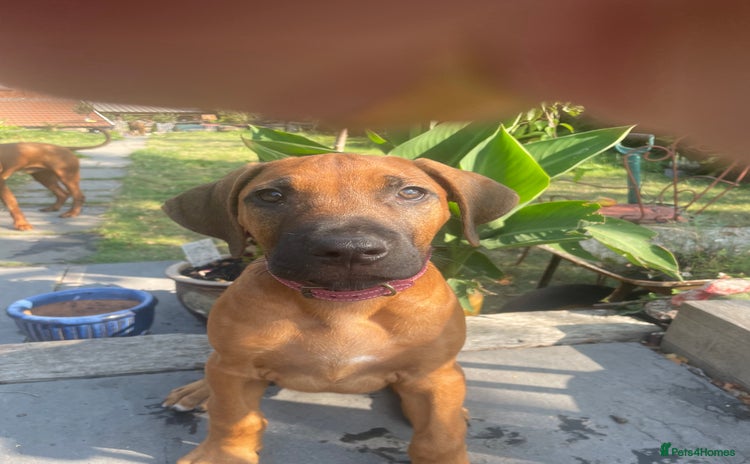 Rhodesian Ridgeback dogs - Advert 1