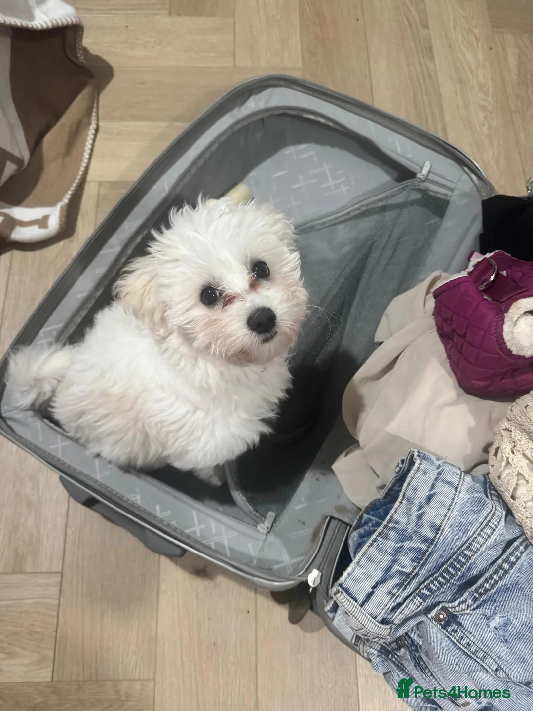 Maltipoo dogs for sale: Honey - 6 month old Maltipoo - Advert 3