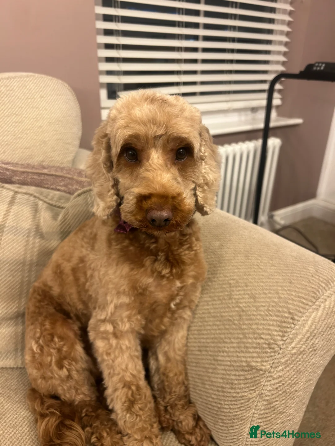 Cockapoo dogs for sale: Rehome cockapoo - Advert 1