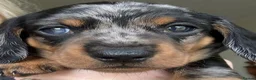 Miniature Dachshund dogs for sale: Minature Dachshund Pups - Advert 6