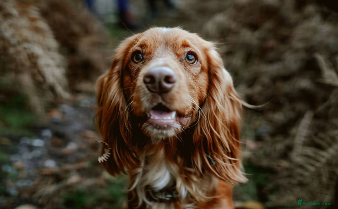 Cocker Spaniel dogs for sale: Red Cocker Spaniel Puppies Ready Now - Image 13