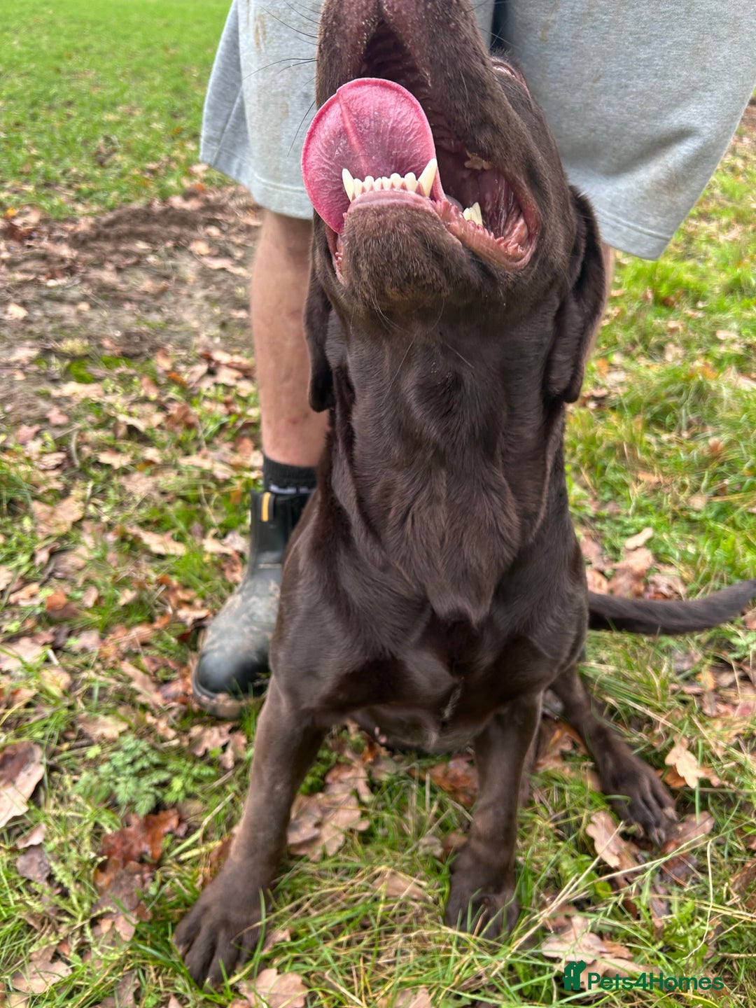Labrador Retriever dogs for sale: Chocolate Labrador  - Advert 4