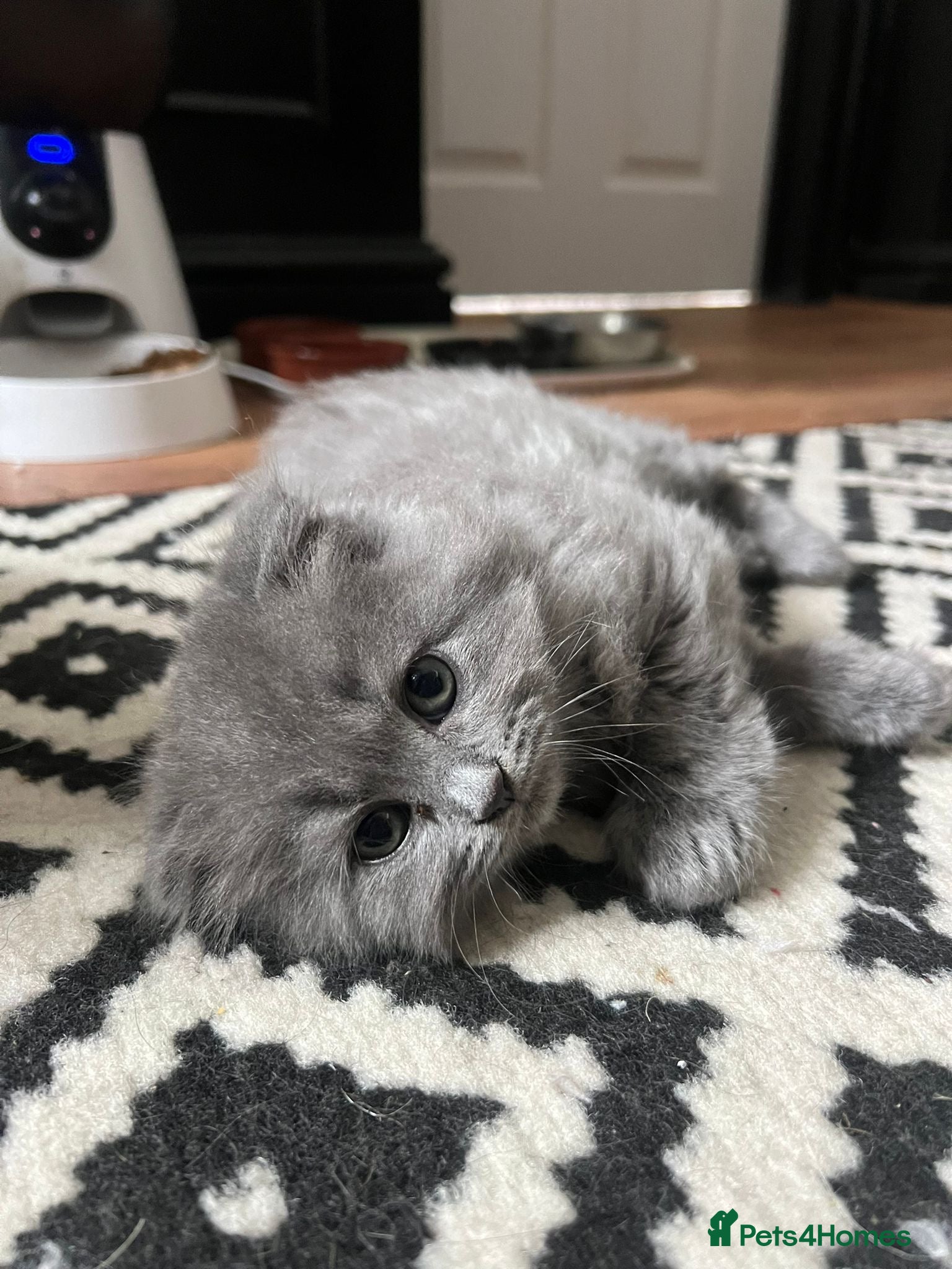 Scottish Fold Kitten 3