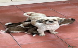 Shih Tzu dogs for sale: Shih tzu  - Image 16