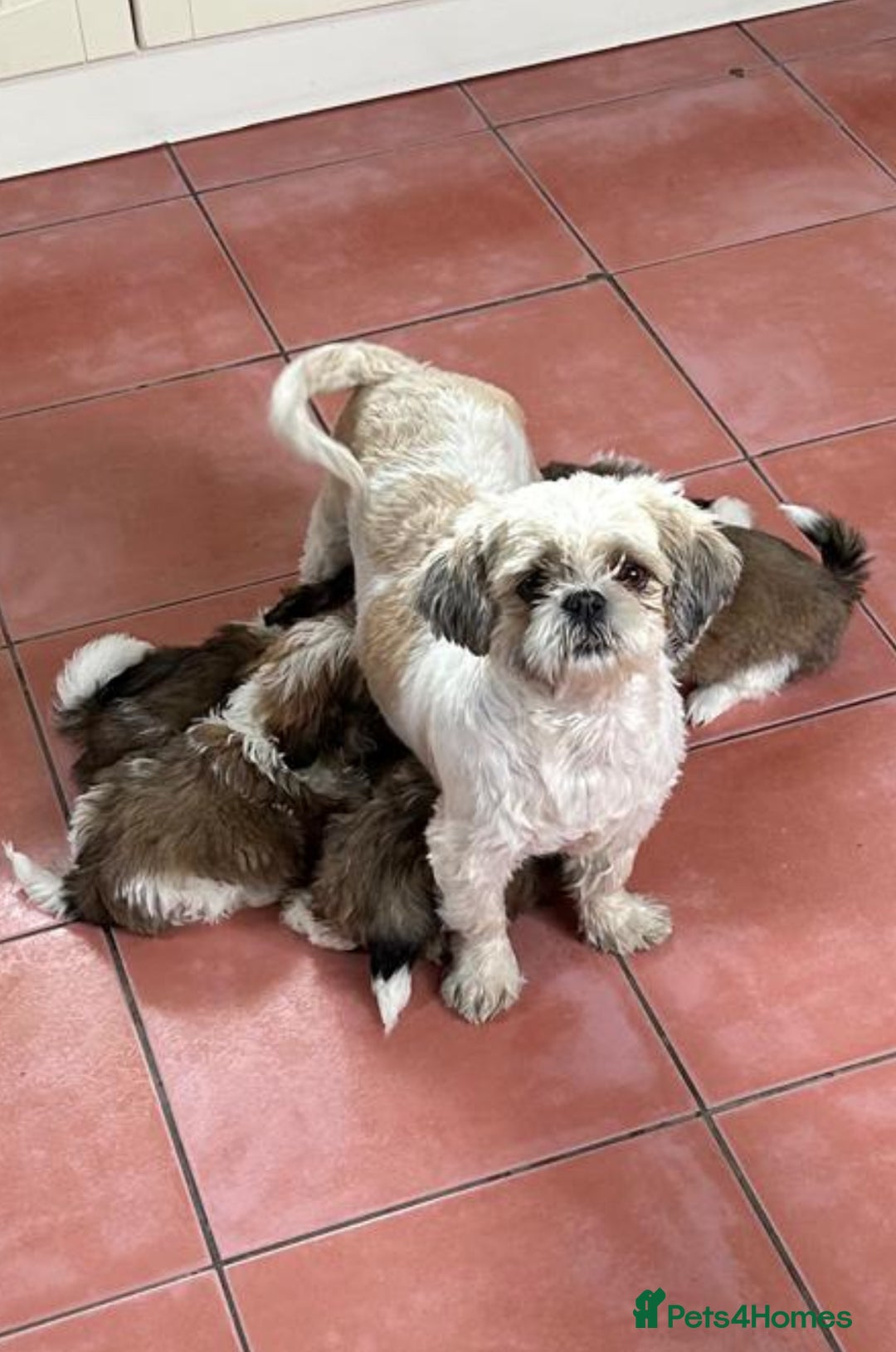 Shih Tzu dogs for sale: Shih tzu  - Image 16