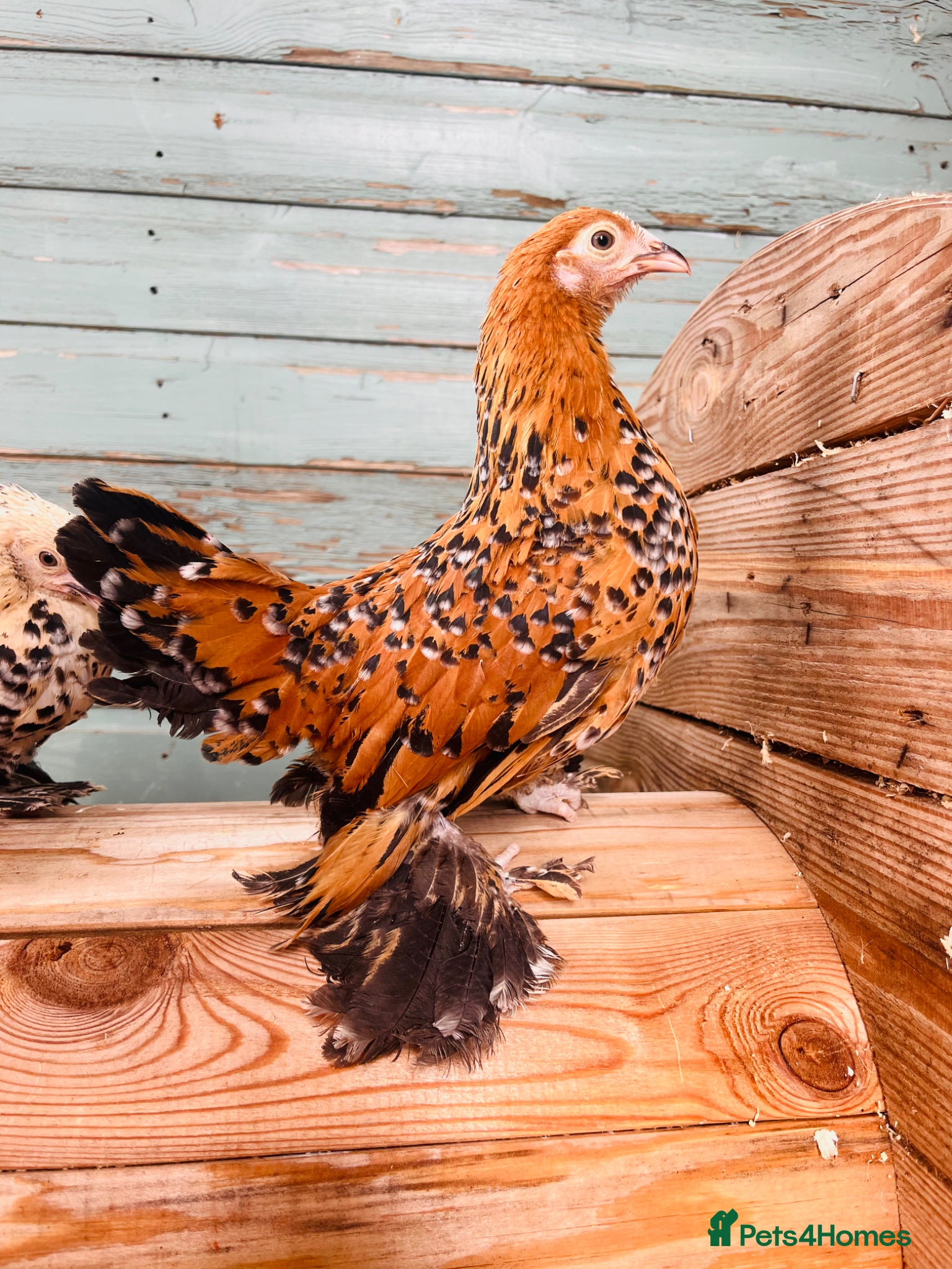 Chickens poultry Pure Breed Chickens  - Advert 1