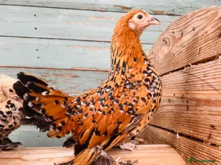 Chickens poultry Pure Breed Chickens - Advert 1