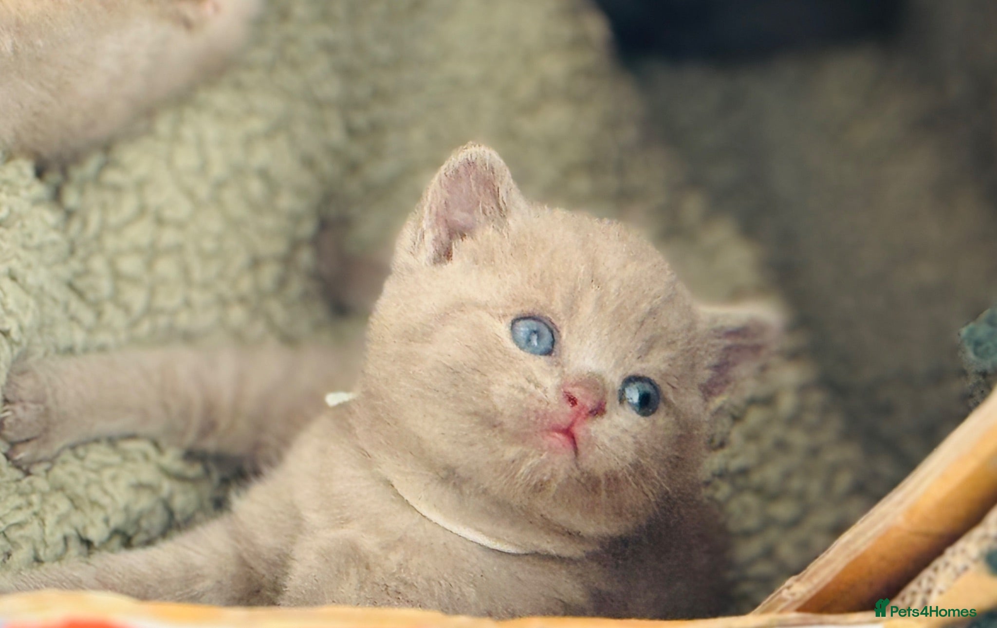 British Shorthair cats British Shorthair adorable Kittens Available 🤗 - Advert 6
