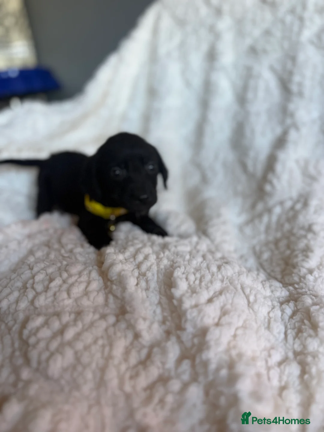 Mixed Breed dogs for sale: 9 playful beagledoor  - Advert 15