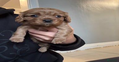 Cavalier King Charles Spaniel dogs - Advert 4