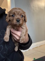 Cavalier King Charles Spaniel dogs - Advert 2