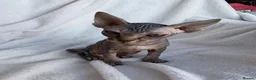 Sphynx cats for sale: Gorgeous stripped Sphynx kittens - Advert 22