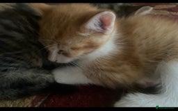 American Shorthair cats for sale: 4 kitten for sale 3 males and 1 female  - Image 8