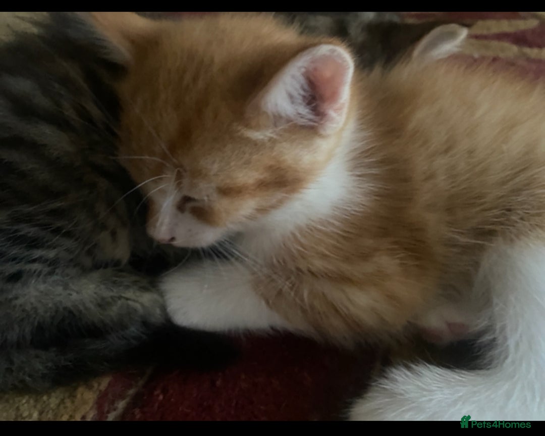 American Shorthair cats for sale: 4 kitten for sale 3 males and 1 female  - Image 8