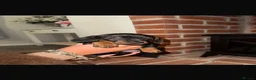 Miniature Dachshund dogs for sale: Miniature dachshund puppies  - Advert 6